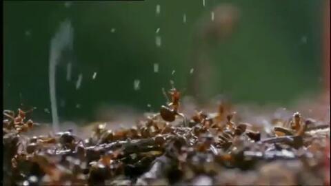 蚂蚁的袭击,揭秘自然界中的神秘现象
