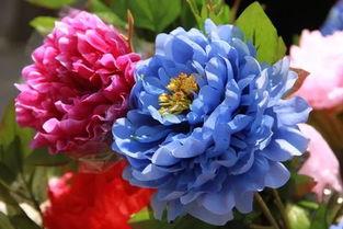 牡丹令,千年国色，绽放东方